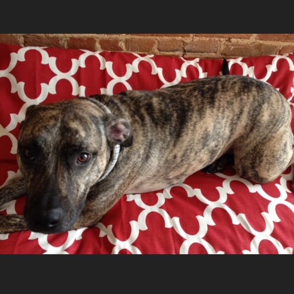 For Your Love of Dogs Red Moroccan Dog Bed Cover - Picture 2 of 3